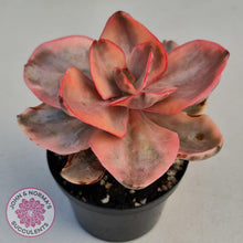 Load image into Gallery viewer, Echeveria &#39;Golden State&#39; - John &amp; Norma&#39;s Succulents
