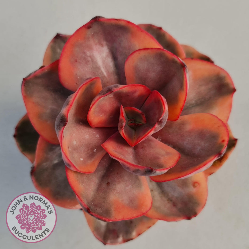 Echeveria 'Golden State' - John & Norma's Succulents