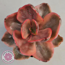 Load image into Gallery viewer, Echeveria &#39;Golden State&#39; - John &amp; Norma&#39;s Succulents
