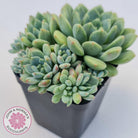 Echeveria Green Apple