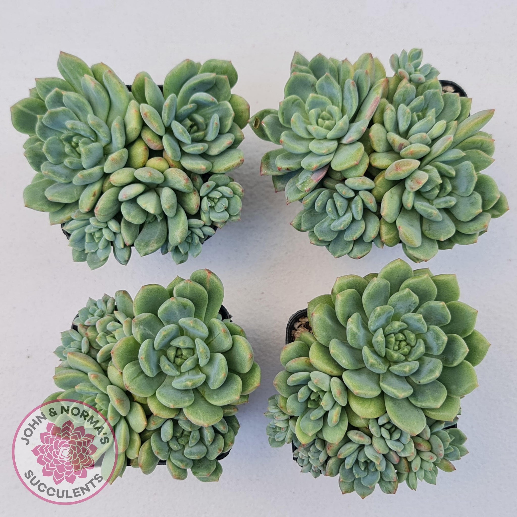 green apple succulent Buy Echeveria Green Apple Australia