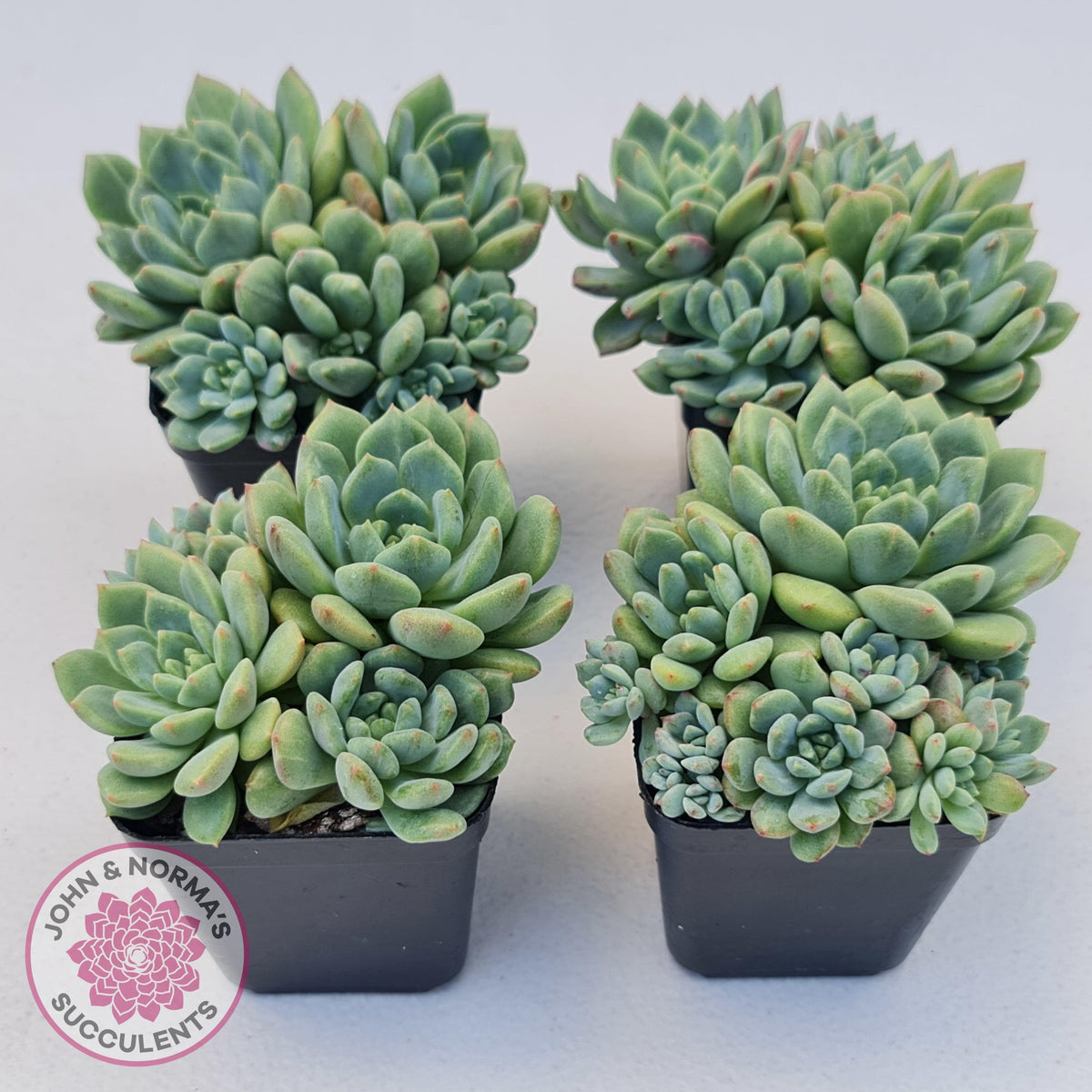 Echeveria Green Apple