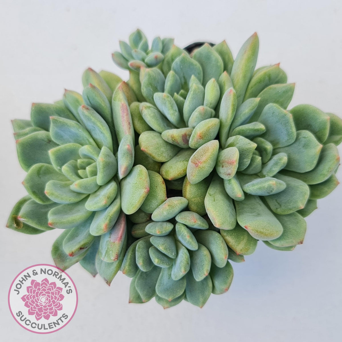 Echeveria Green Apple