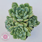 Echeveria Green Apple