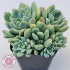 Echeveria Green Apple