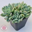 Echeveria Green Apple