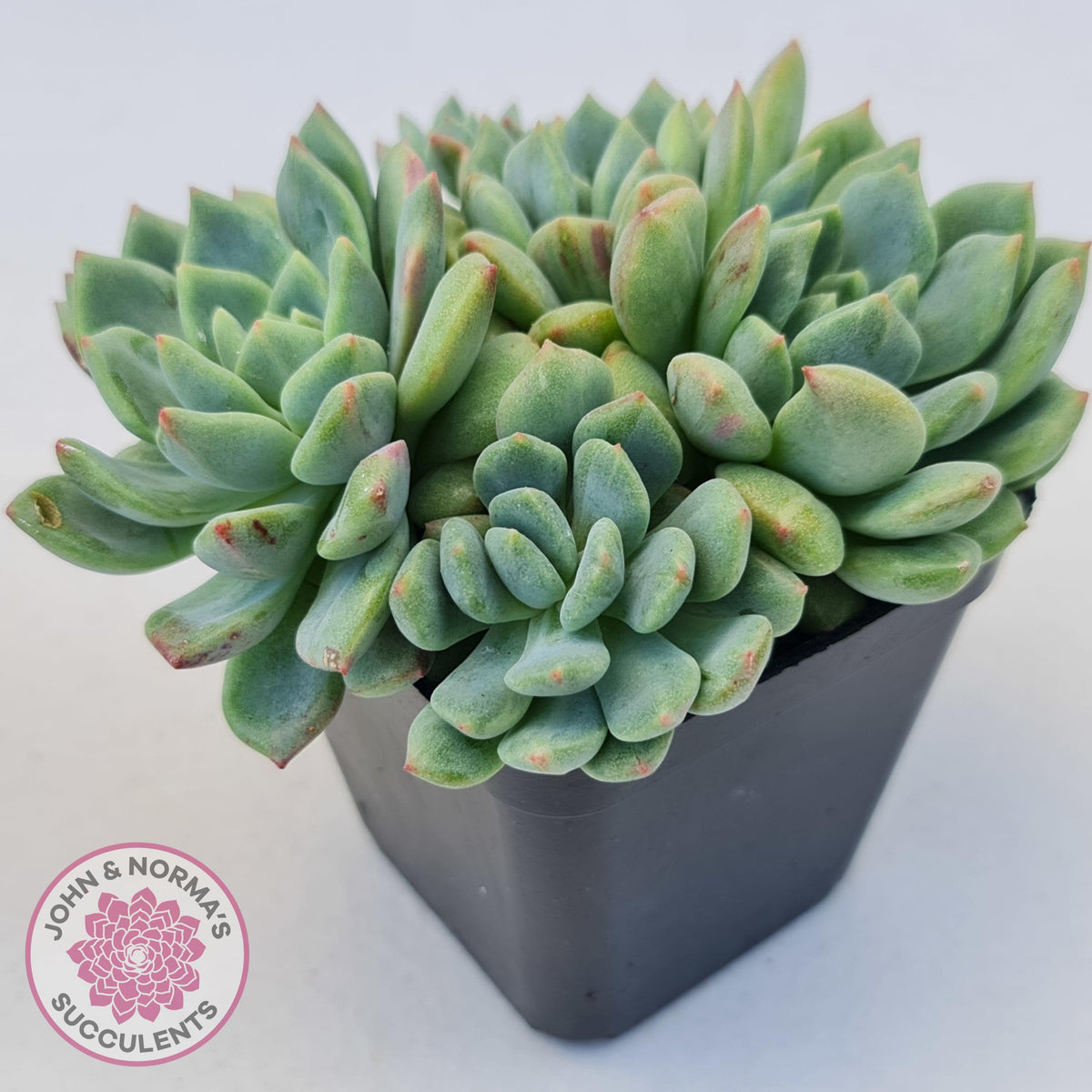 Echeveria Green Apple