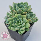 Echeveria Green Apple