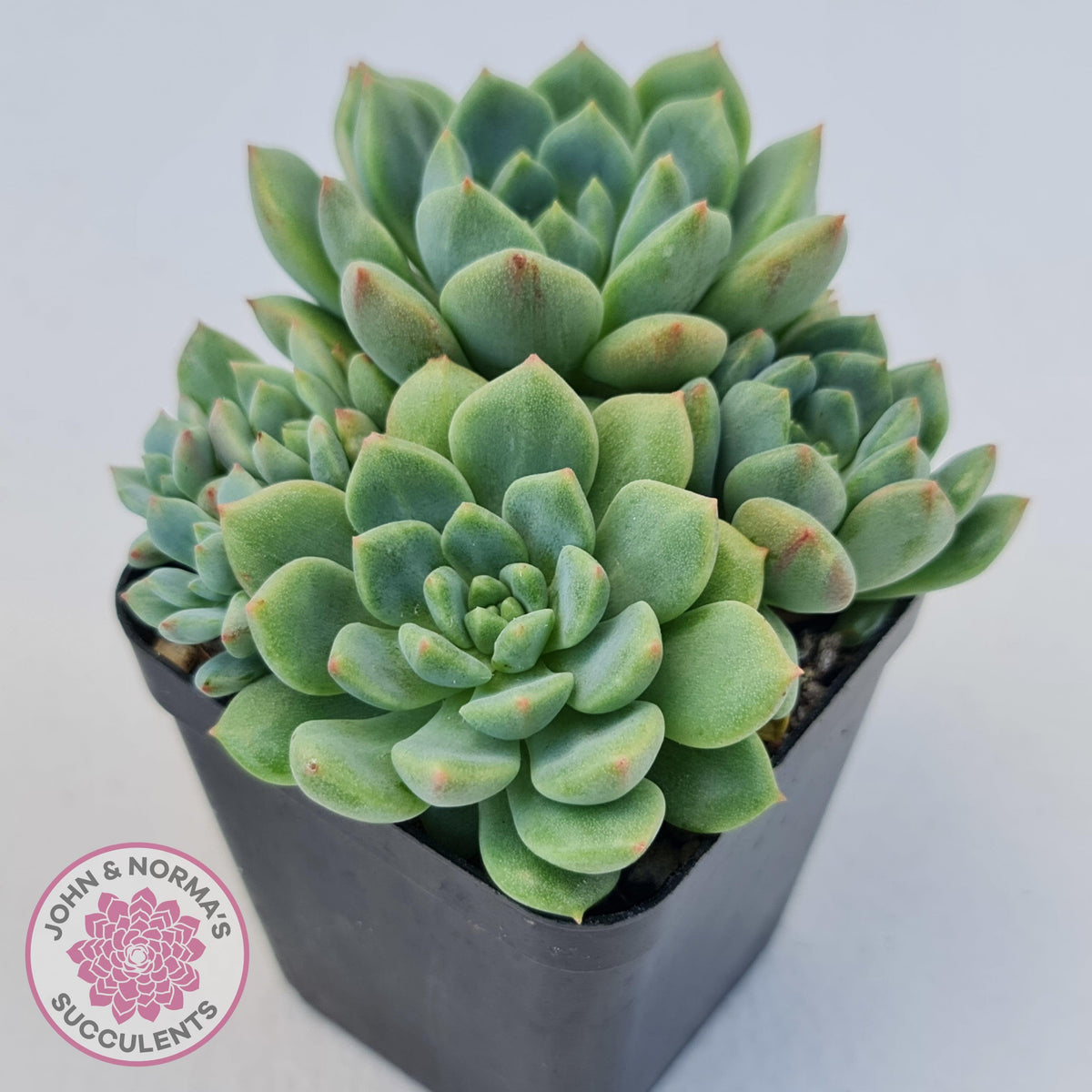 Echeveria Green Apple