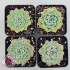 Echeveria Hearts Choice