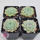 Echeveria Hearts Choice
