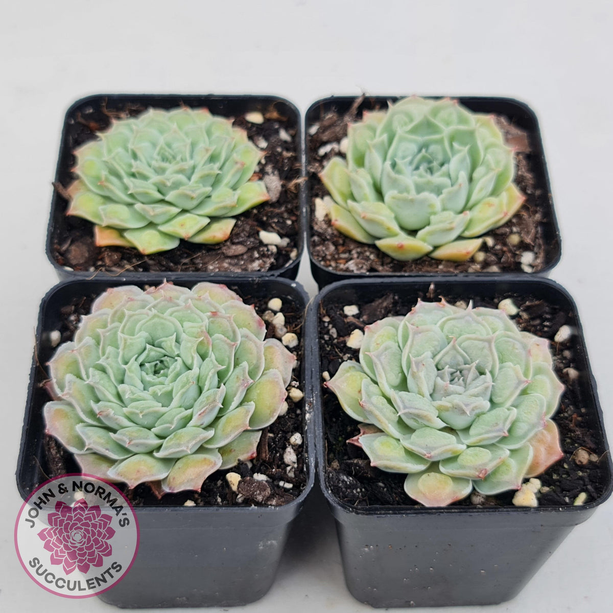Echeveria Hearts Choice