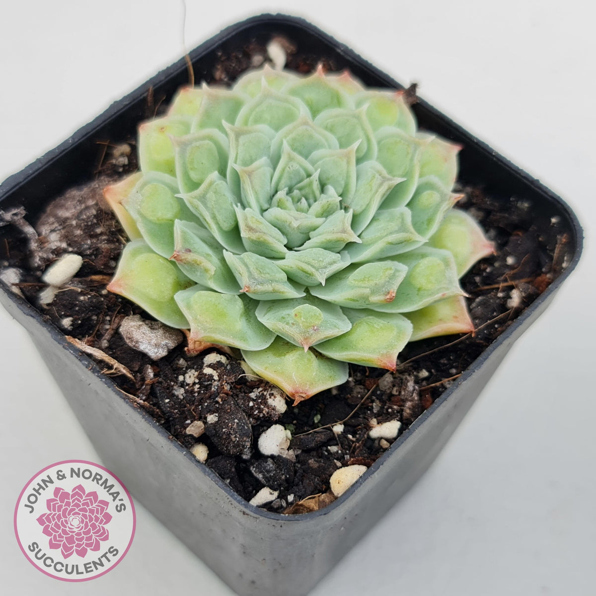 Echeveria Hearts Choice