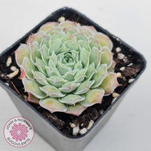 Load image into Gallery viewer, Echeveria Hearts Choice - John &amp; Norma&#39;s Succulents Australia
