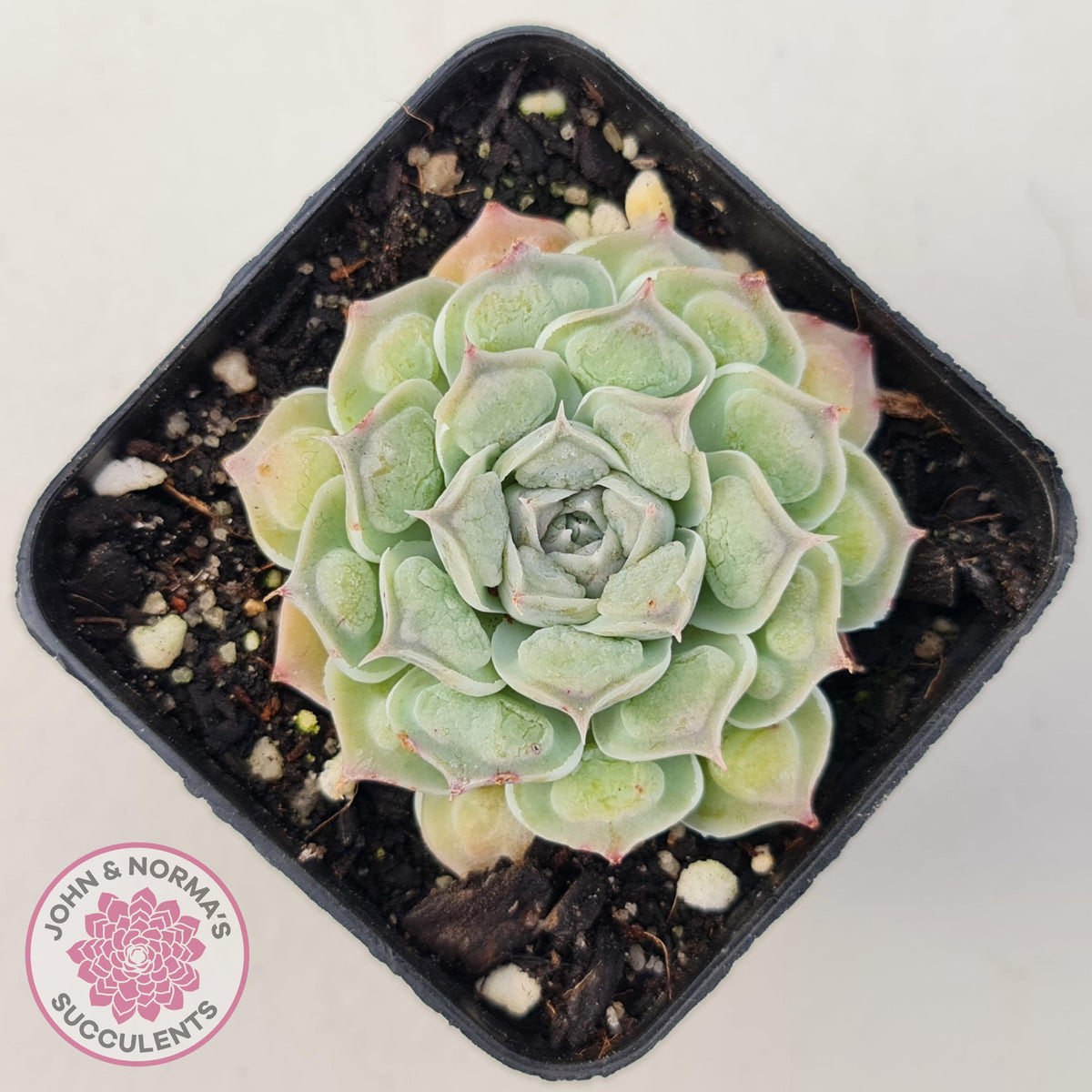 Echeveria Hearts Choice
