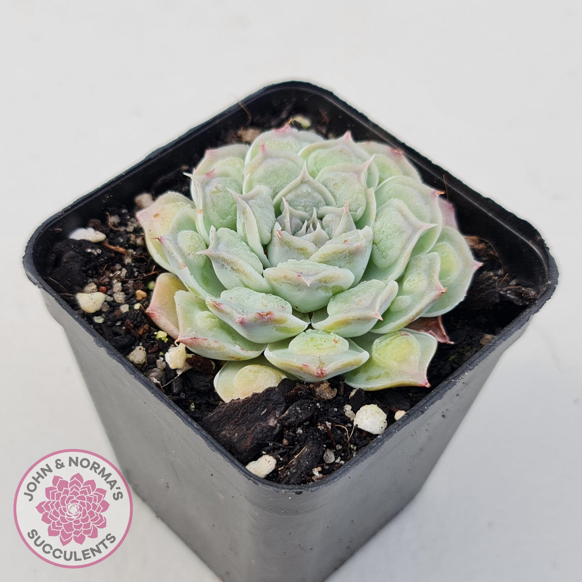 Echeveria Hearts Choice