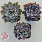 Echeveria Hera