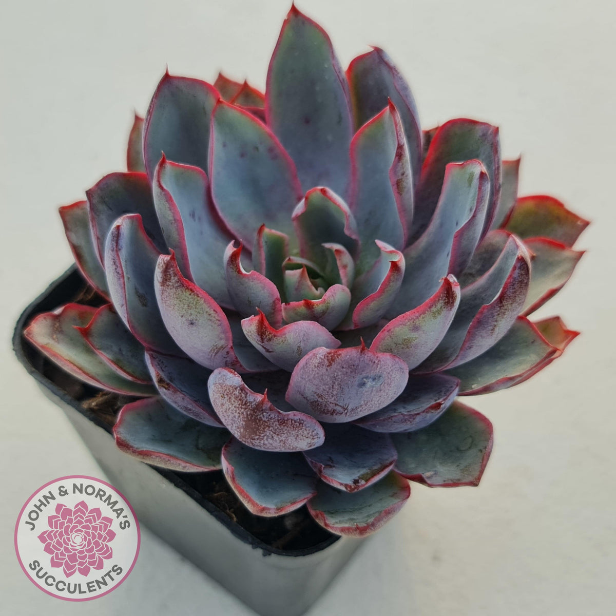 Echeveria Hera