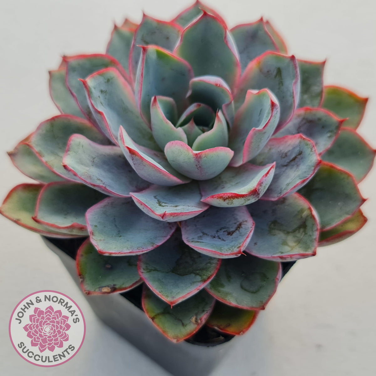 Echeveria Hera