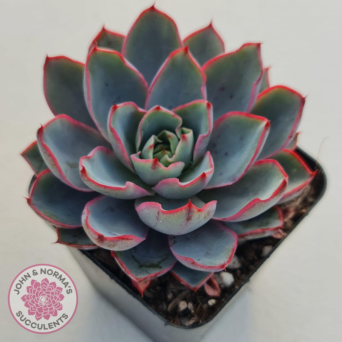 Echeveria Hera