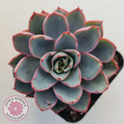 Echeveria Hera