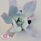 Echeveria 'Hoar Frost'