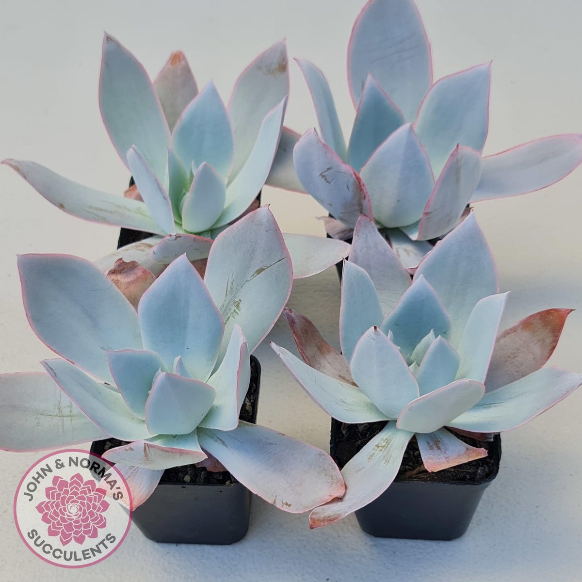 Echeveria 'Hoar Frost'