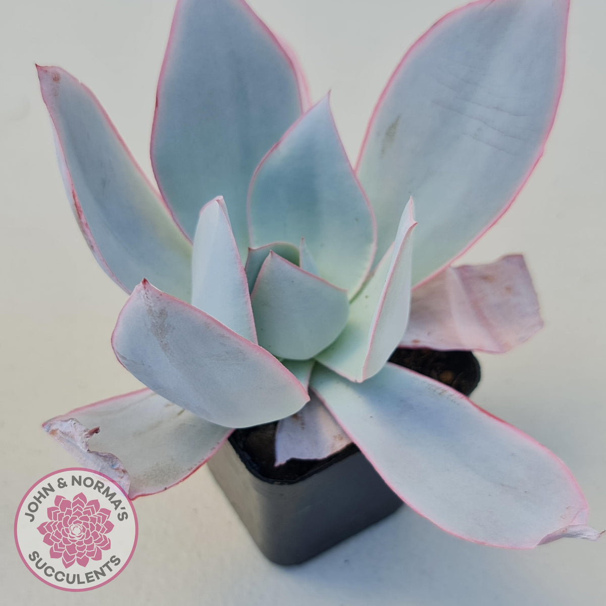Echeveria 'Hoar Frost'