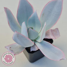 Load image into Gallery viewer, Echeveria &#39;Hoar Frost&#39; - John &amp; Norma&#39;s Succulents Australia
