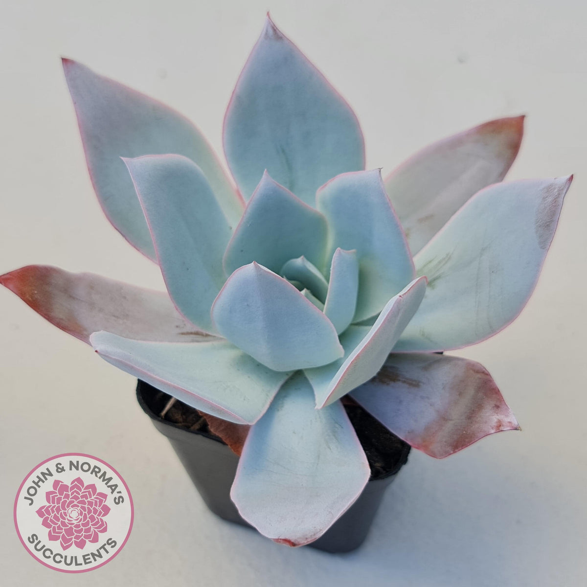 Echeveria 'Hoar Frost'