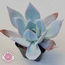 Load image into Gallery viewer, Echeveria &#39;Hoar Frost&#39; - John &amp; Norma&#39;s Succulents Australia
