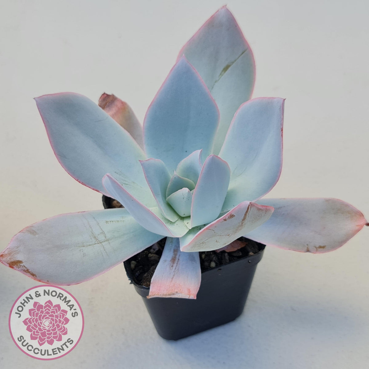 Echeveria 'Hoar Frost'