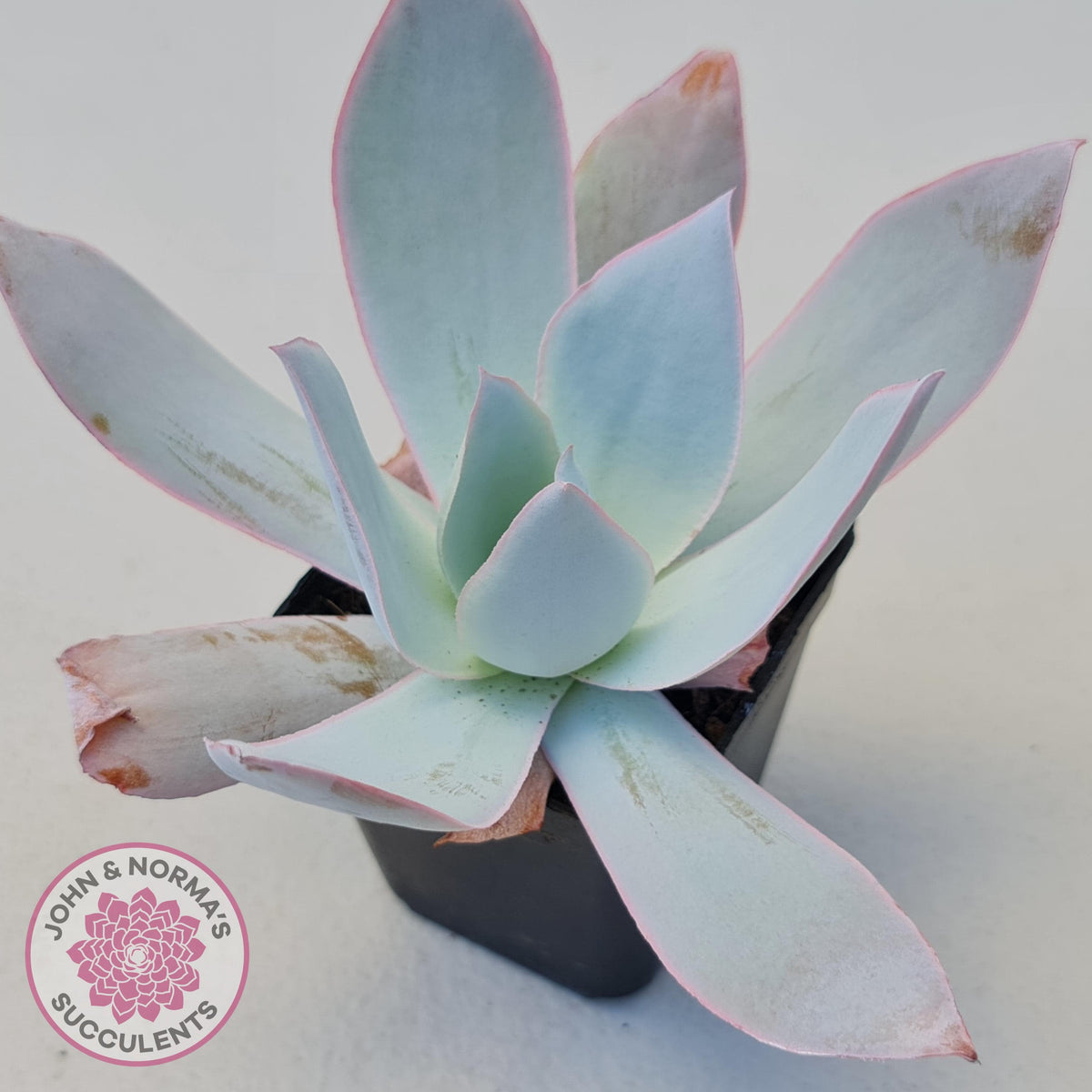 Echeveria 'Hoar Frost'
