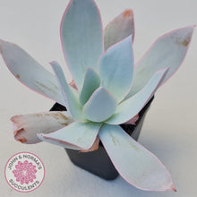 Load image into Gallery viewer, Echeveria &#39;Hoar Frost&#39; - John &amp; Norma&#39;s Succulents Australia
