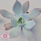 Echeveria 'Hoar Frost'