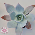 Echeveria 'Hoar Frost'