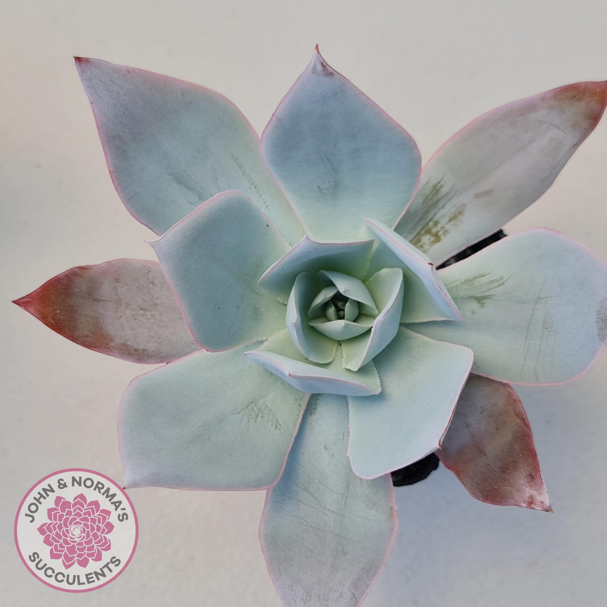 Echeveria 'Hoar Frost'