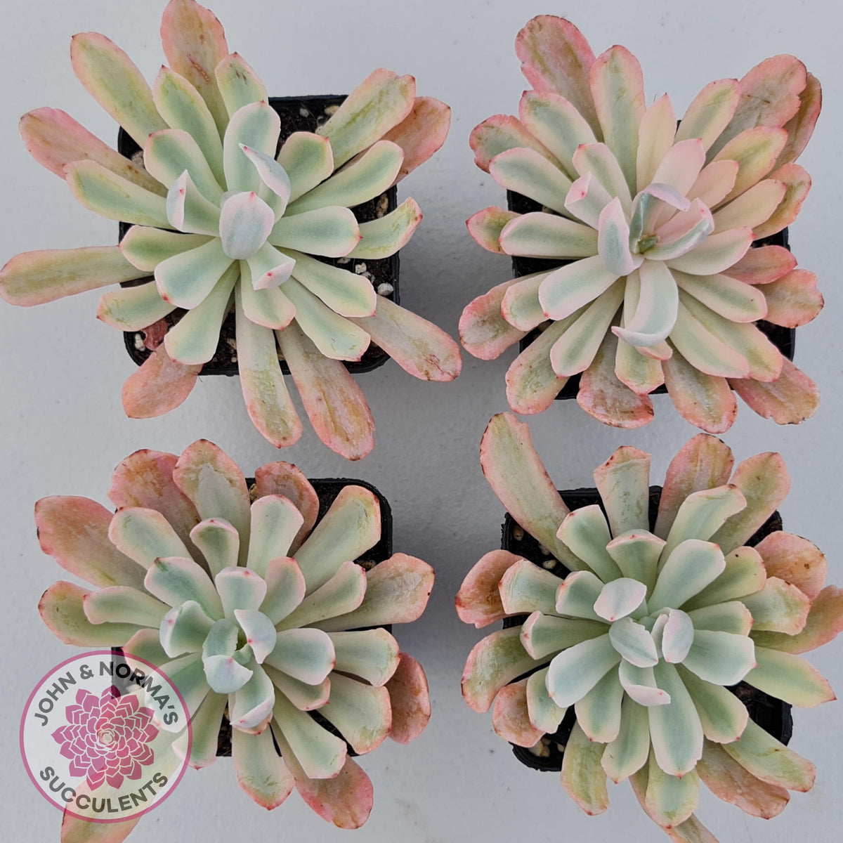Echeveria Holwayi Variegated