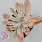 Echeveria Holwayi Variegated