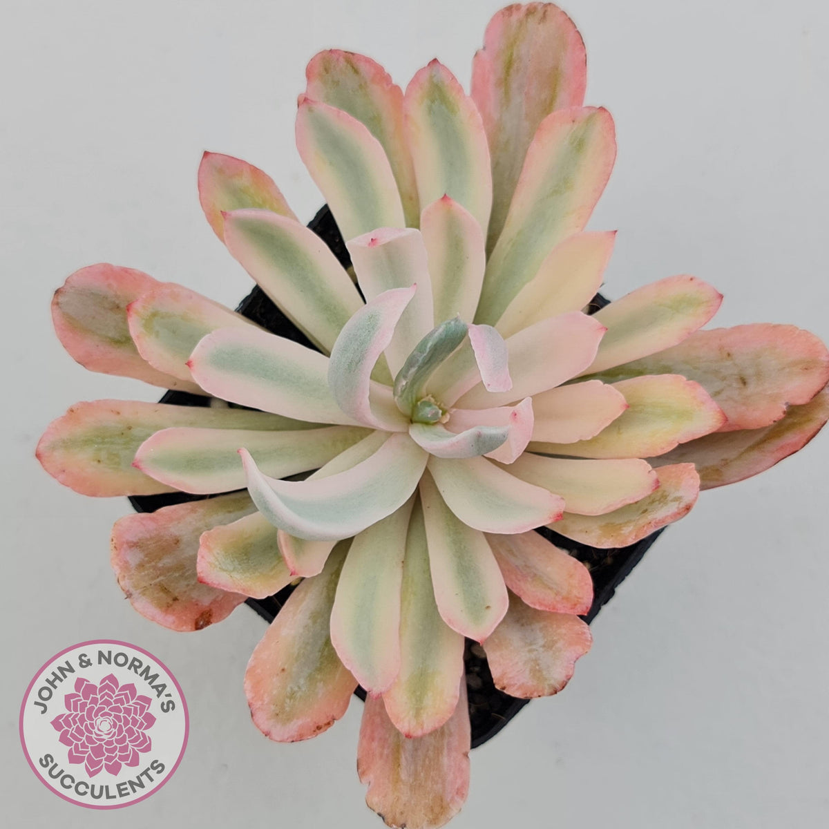 Echeveria Holwayi Variegated