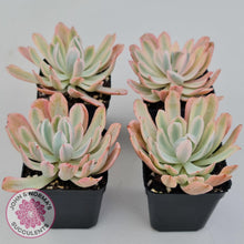 Load image into Gallery viewer, Echeveria Holwayi Variegated - John &amp; Norma&#39;s Succulents Australia
