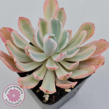 Load image into Gallery viewer, Echeveria Holwayi Variegated - John &amp; Norma&#39;s Succulents Australia
