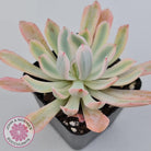 Echeveria Holwayi Variegated
