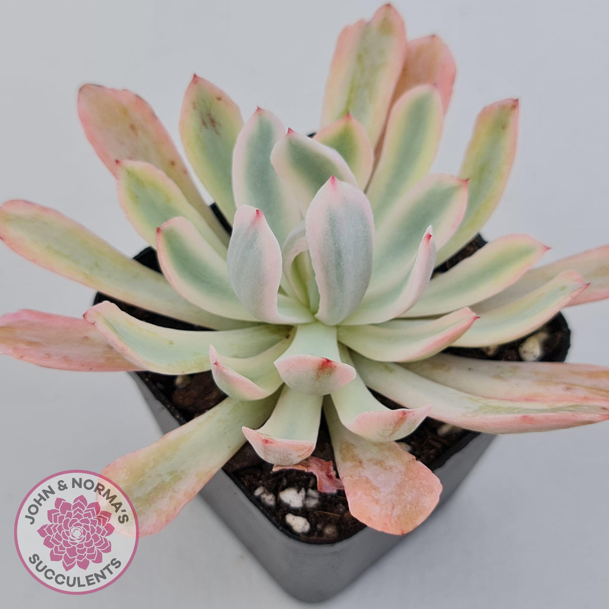 Echeveria Holwayi Variegated