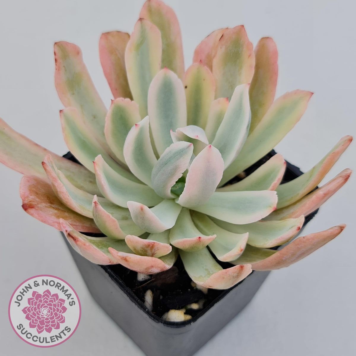 Echeveria Holwayi Variegated