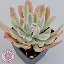 Load image into Gallery viewer, Echeveria Holwayi Variegated - John &amp; Norma&#39;s Succulents Australia
