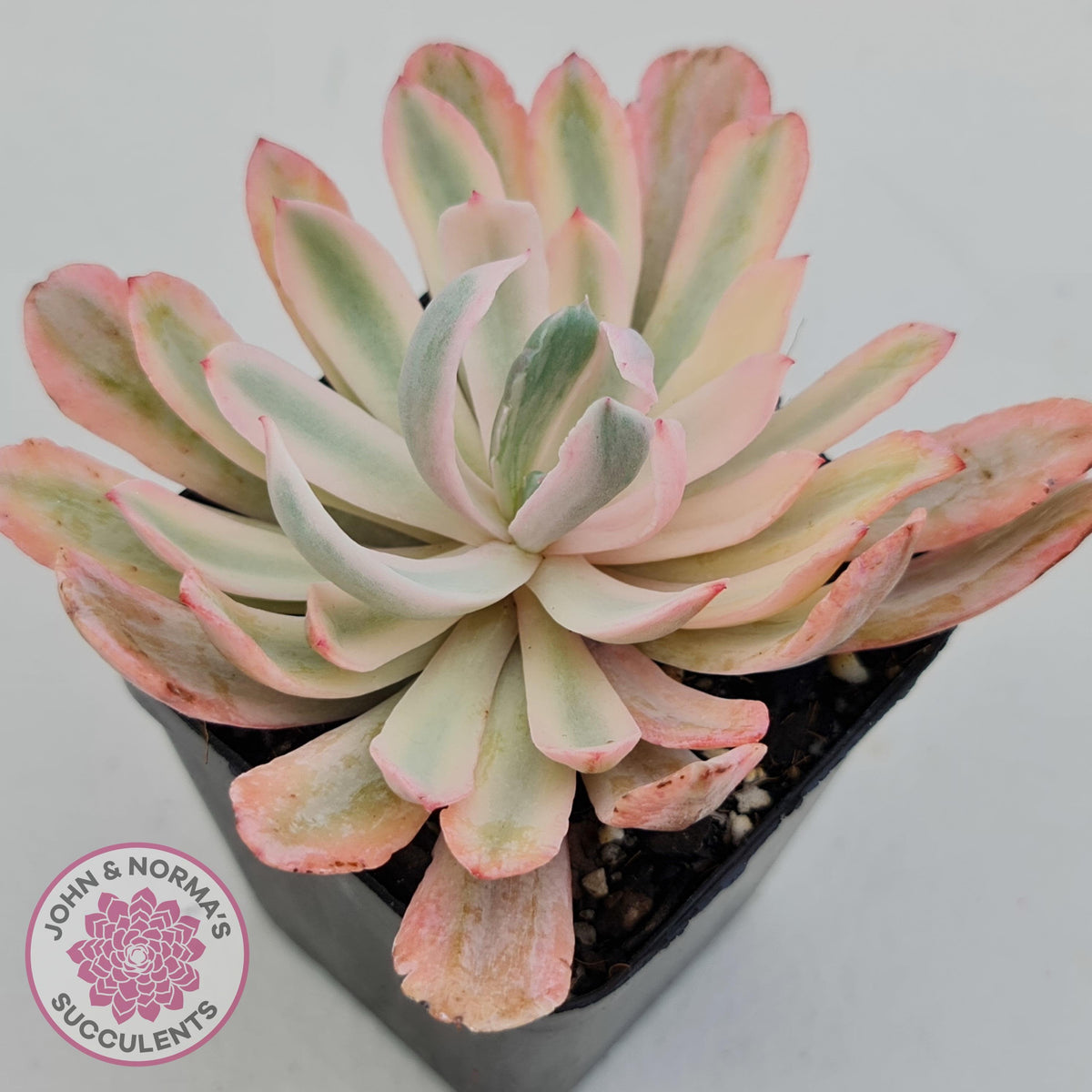 Echeveria Holwayi Variegated