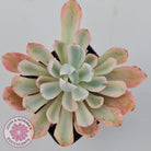 Echeveria Holwayi Variegated