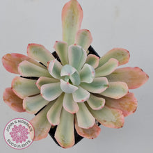 Load image into Gallery viewer, Echeveria Holwayi Variegated - John &amp; Norma&#39;s Succulents Australia
