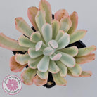 Echeveria Holwayi Variegated